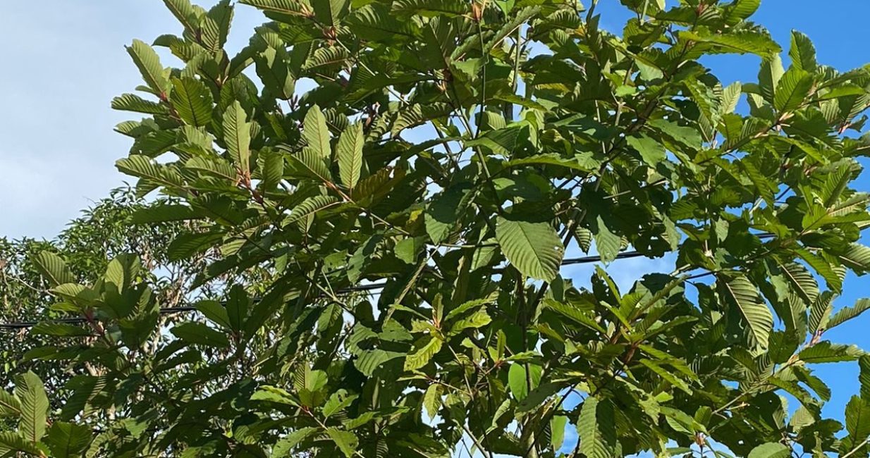 WhatsApp Image 2025-03-17 at 19.16.19_74804f7b